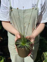 Load image into Gallery viewer, Syngonanthus chrysanthus Mikado / Mikado Plant