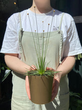 Load image into Gallery viewer, Syngonanthus chrysanthus Mikado / Mikado Plant