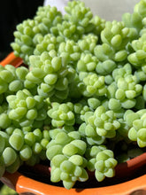 Load image into Gallery viewer, Sedum burrito / Burros Tail