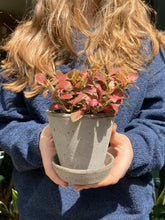 Load image into Gallery viewer, Fittonia Tiger Red / Nerve Plant