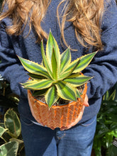 Load image into Gallery viewer, Agave lophantha Quadricolor / Quadricolor Century Plant