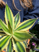 Load image into Gallery viewer, Agave lophantha Quadricolor / Quadricolor Century Plant