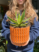 Load image into Gallery viewer, Agave lophantha Quadricolor / Quadricolor Century Plant