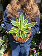 Load image into Gallery viewer, Agave lophantha Quadricolor / Quadricolor Century Plant