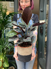 Load image into Gallery viewer, Calathea ornata Sanderiana / Pinstripe Calathea