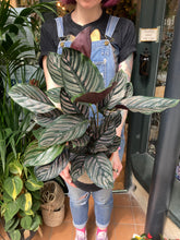 Load image into Gallery viewer, Calathea ornata Sanderiana / Pinstripe Calathea