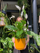 Load image into Gallery viewer, Spathiphyllum verdi / Peace Lily - *Local Delivery or Local Pick Up Only*