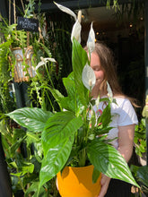 Load image into Gallery viewer, Spathiphyllum verdi / Peace Lily - *Local Delivery or Local Pick Up Only*