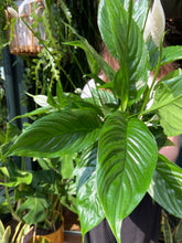 Load image into Gallery viewer, Spathiphyllum verdi / Peace Lily - *Local Delivery or Local Pick Up Only*
