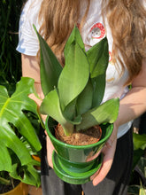 Load image into Gallery viewer, Sansevieria trifasciata Moonshine / Snake Plant