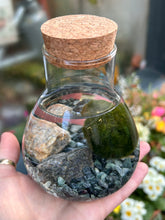 Load image into Gallery viewer, Marimo Moss Ball Terrarium Science Lab Bottle - *Local Delivery or Local Pick Up Only*