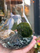 Load image into Gallery viewer, Marimo Moss Ball Terrarium Science Lab Bottle - *Local Delivery or Local Pick Up Only*
