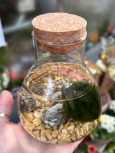 Load image into Gallery viewer, Marimo Moss Ball Terrarium Science Lab Bottle - *Local Delivery or Local Pick Up Only*