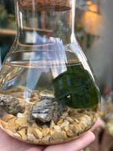 Load image into Gallery viewer, Marimo Moss Ball Terrarium Science Lab Bottle - *Local Delivery or Local Pick Up Only*