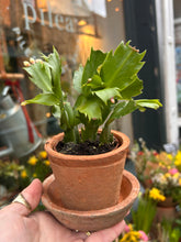 Load image into Gallery viewer, Schlumbergera White / Christmas Cactus - 7cm Pot