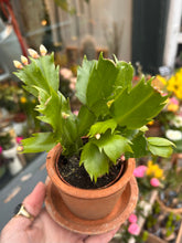 Load image into Gallery viewer, Schlumbergera White / Christmas Cactus - 7cm Pot