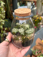 Load image into Gallery viewer, Spherical Sealed Terrarium - *Local Delivery or Local Pick Up Only*