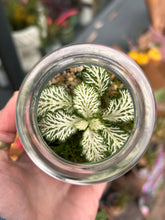 Load image into Gallery viewer, Spherical Sealed Terrarium - *Local Delivery or Local Pick Up Only*