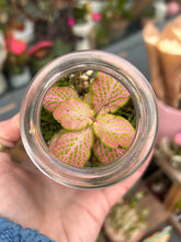 Load image into Gallery viewer, Spherical Sealed Terrarium - *Local Delivery or Local Pick Up Only*