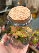 Load image into Gallery viewer, Spherical Sealed Terrarium - *Local Delivery or Local Pick Up Only*