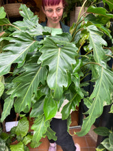 Load image into Gallery viewer, Philodendron bipinnatifidum Xanadu / Winterbourn Philodendron - *Local Delivery or Local Pick Up Only*