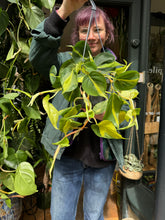Load image into Gallery viewer, Philodendron scandens Brasil / Sweetheart Plant