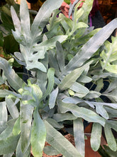 Load image into Gallery viewer, Phlebodium aureum / Blue Star Fern