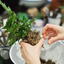 Load image into Gallery viewer, Make Your Own Kokedama Moss Ball Workshop