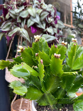 Load image into Gallery viewer, Schlumbergera / Christmas Cactus - 9cm Pot