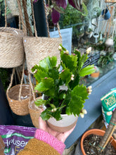 Load image into Gallery viewer, Schlumbergera / Christmas Cactus - 9cm Pot