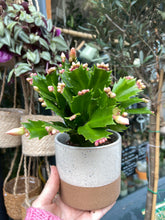 Load image into Gallery viewer, Schlumbergera / Christmas Cactus - 9cm Pot