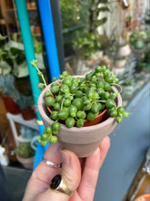 Load image into Gallery viewer, Senecio rowleyanus - String of Pearls