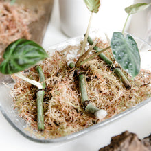 Load image into Gallery viewer, Soil Ninja Sphagnum Moss 5L