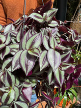 Load image into Gallery viewer, Tradescantia zebrina Violet Hill / Inch Plant