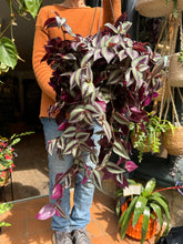 Load image into Gallery viewer, Tradescantia zebrina Violet Hill / Inch Plant