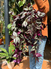 Load image into Gallery viewer, Tradescantia zebrina Violet Hill / Inch Plant