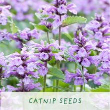 Load image into Gallery viewer, Eco Mini Grow Kit - Cat Nip / Nepeta cataria