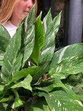 Load image into Gallery viewer, Spathiphyllum diamond / Variegated Peace Lily - *Local Delivery or Local Pick Up Only*