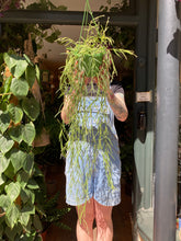 Load image into Gallery viewer, Hoya linearis / Wax Plant