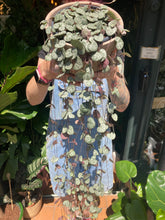 Load image into Gallery viewer, Ceropegia woodii / String of Hearts - 14cm Pot