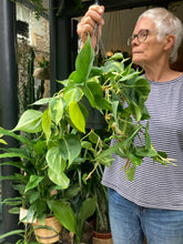 Load image into Gallery viewer, Philodendron scandens Brasil - Sweetheart Plant