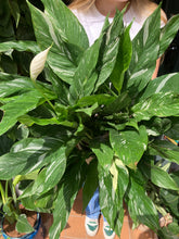 Load image into Gallery viewer, Spathiphyllum diamond / Variegated Peace Lily - *Local Delivery or Local Pick Up Only*