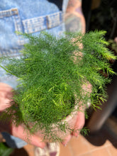 Load image into Gallery viewer, Asparagus plumosus / Asparagus Fern