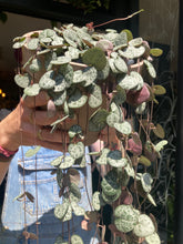 Load image into Gallery viewer, Ceropegia woodii / String of Hearts - 14cm Pot