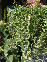Load image into Gallery viewer, Aeschynanthus 'Twister' / Lipstick Vine