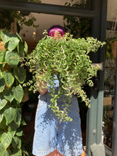 Load image into Gallery viewer, Aeschynanthus 'Twister' / Lipstick Vine