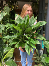Load image into Gallery viewer, Spathiphyllum diamond / Variegated Peace Lily - *Local Delivery or Local Pick Up Only*