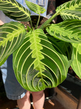 Load image into Gallery viewer, Maranta leuconeura Lemon Lime / Prayer Plant