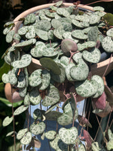 Load image into Gallery viewer, Ceropegia woodii / String of Hearts - 14cm Pot