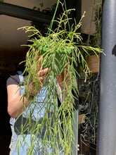 Load image into Gallery viewer, Hoya linearis / Wax Plant